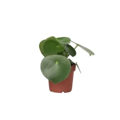 Hot Peperomias - Peperomia Polybotrya - Höjd 20-30cm - Pot 12cm Krukväxter Inomhus