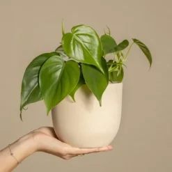 Hot Peperomias - Peperomia Polybotrya - Höjd 20-30cm - Pot 12cm Krukväxter Inomhus