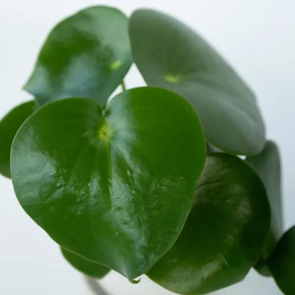 Hot Peperomias - Peperomia Polybotrya - Höjd 20-30cm - Pot 12cm Krukväxter Inomhus