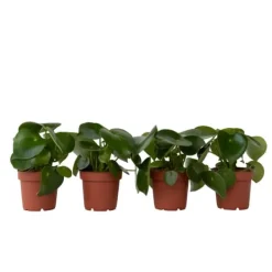 Peperomias - Set om 4 - Peperomia polybotrya - Höjd 20-30cm - ⌀12cm Krukväxter Inomhus