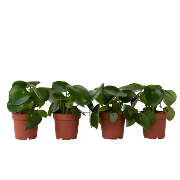 Peperomias - Set om 4 - Peperomia polybotrya - Höjd 20-30cm - ⌀12cm Krukväxter Inomhus