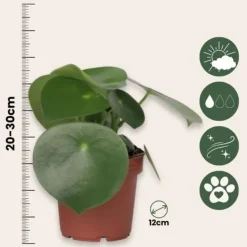 Peperomias - Set om 4 - Peperomia polybotrya - Höjd 20-30cm - ⌀12cm Krukväxter Inomhus