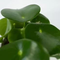 Peperomias - Set om 4 - Peperomia polybotrya - Höjd 20-30cm - ⌀12cm Krukväxter Inomhus
