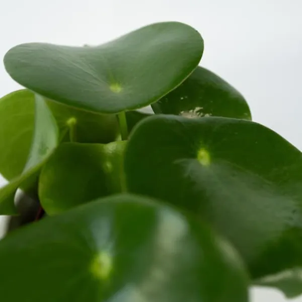Peperomias - Set om 4 - Peperomia polybotrya - Höjd 20-30cm - ⌀12cm Krukväxter Inomhus