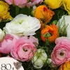 Online Perse smörblomma NJ Mix - Set om 80 - Ranunculus - Blomlökar - Flerfärgad Fröer & Lökar