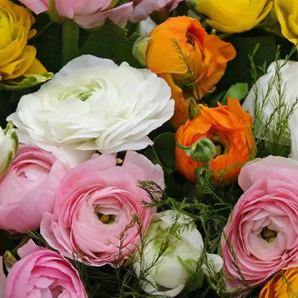 Online Perse smörblomma NJ Mix - Set om 80 - Ranunculus - Blomlökar - Flerfärgad Fröer & Lökar