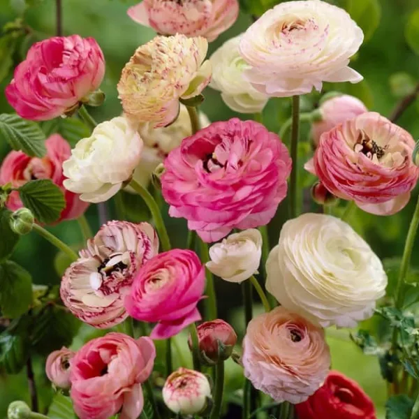 Perse smörblomma Pastel - Set om 40 - Ranunculus - Blomlökar - Flerfärgad