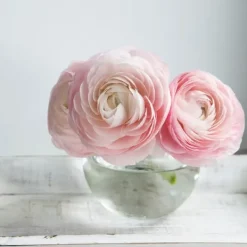 Perse smörblomma Pastel - Set om 40 - Ranunculus - Blomlökar - Flerfärgad