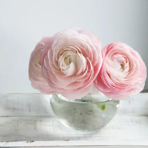Perse smörblomma Pastel - Set om 40 - Ranunculus - Blomlökar - Flerfärgad