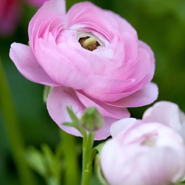 Perse smörblomma Pastel - Set om 40 - Ranunculus - Blomlökar - Flerfärgad