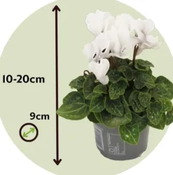 Hot Persiskt cyklamen - Set om 6 - Cyclamen persicum 'White' - Höjd 10-20cm - ⌀9cm Krukväxter Inomhus