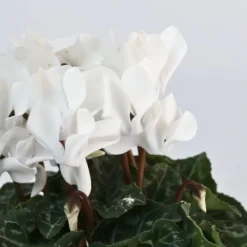 Hot Persiskt cyklamen - Set om 6 - Cyclamen persicum 'White' - Höjd 10-20cm - ⌀9cm Krukväxter Inomhus