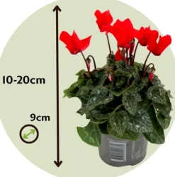Discount Persiskt cyklamen - Set om 3 - Cyclamen persicum - Höjd 10-20cm - ⌀9cm Krukväxter Inomhus