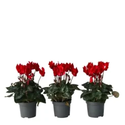 Discount Persiskt cyklamen - Set om 6 - Cyclamen persicum - Höjd 10-20cm - ⌀9cm Krukväxter Inomhus