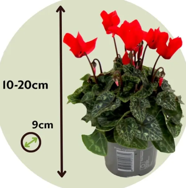 Discount Persiskt cyklamen - Set om 6 - Cyclamen persicum - Höjd 10-20cm - ⌀9cm Krukväxter Inomhus