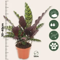 Online Påfågelväxt - Kalatea - Goeppertia insignis - Höjd 30-40cm - ⌀12cm Krukväxter Inomhus