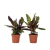 Clearance Påfågelväxt - Kalatea - Set om 2 - Goeppertia insignis - Höjd 30-40cm - ⌀12cm Krukväxter Inomhus