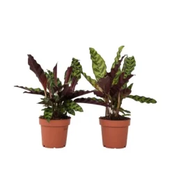 Clearance Påfågelväxt - Kalatea - Set om 2 - Goeppertia insignis - Höjd 30-40cm - ⌀12cm Krukväxter Inomhus