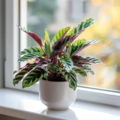 Clearance Påfågelväxt - Kalatea - Set om 2 - Goeppertia insignis - Höjd 30-40cm - ⌀12cm Krukväxter Inomhus