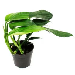 Philodendron "Dragon Tail" - Rhaphidophora decursiva - vänligt draksvansträd - 12 cm kruka