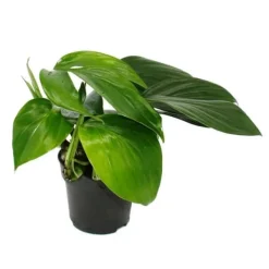 Philodendron