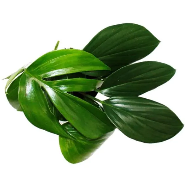 Philodendron "Dragon Tail" - Rhaphidophora decursiva - vänligt draksvansträd - 12 cm kruka