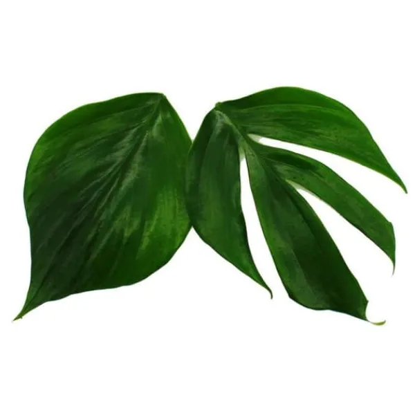 Philodendron "Dragon Tail" - Rhaphidophora decursiva - vänligt draksvansträd - 12 cm kruka
