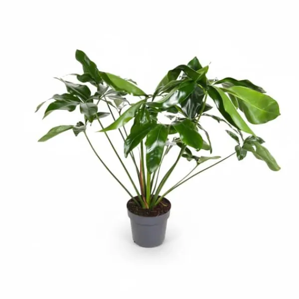 Philodendron Green Wonder - Stor och Lummig Krukväxt Ø24 cm, Höjd ca 100 cm Krukväxter Inomhus