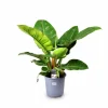 Philodendron Imperial Green Krukväxt Ø19cm, Höjd ca 55cm Krukväxter Inomhus