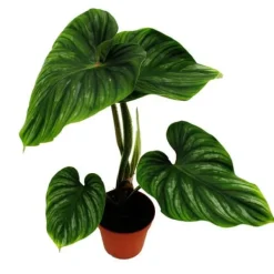 Philodendron plowmanii - silver tree's friend - 15cm kruka - sällsynthet