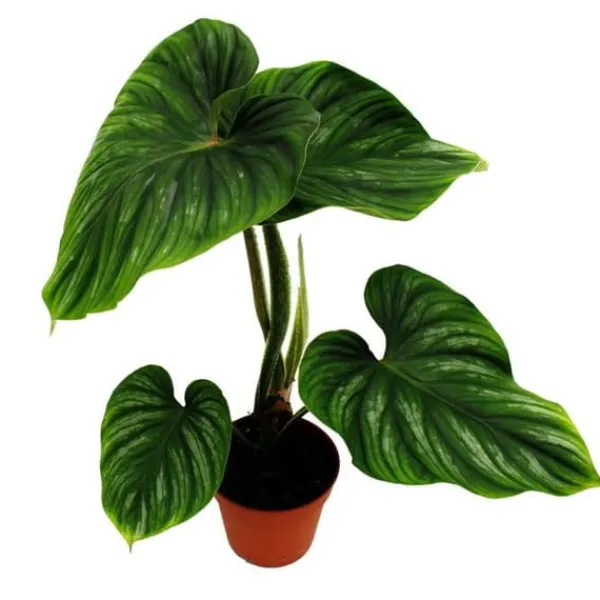 Philodendron plowmanii - silver tree's friend - 15cm kruka - sällsynthet