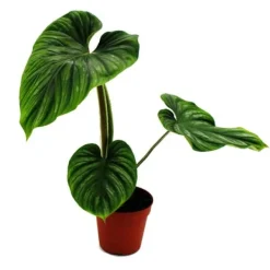 Philodendron plowmanii - silver tree's friend - 15cm kruka - sällsynthet
