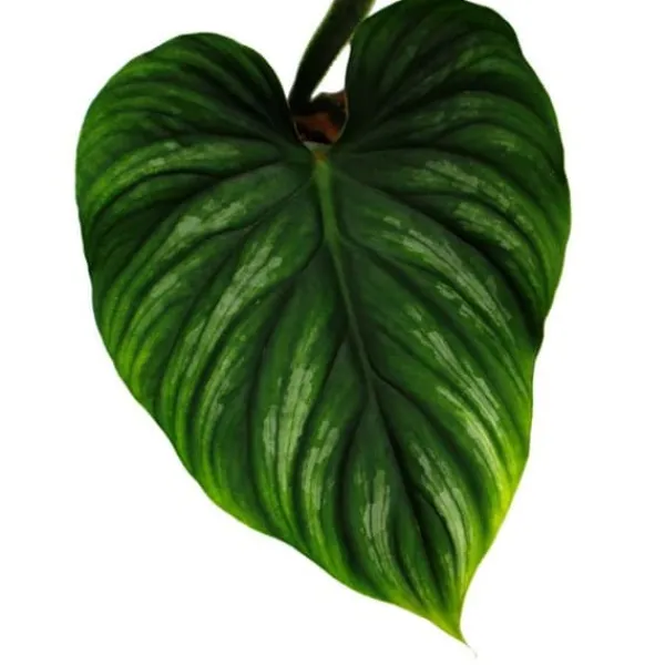 Philodendron plowmanii - silver tree's friend - 15cm kruka - sällsynthet