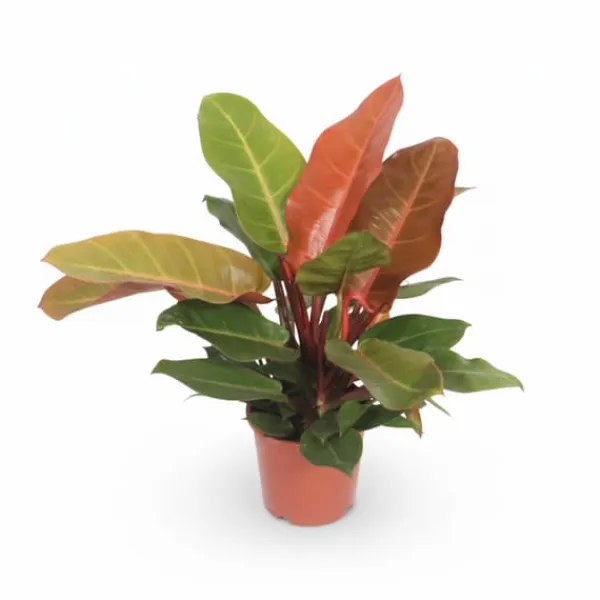 Sale Philodendron 'Prince of Orange' – Ø17 cm, 45 cm hög, krukväxt Krukväxter Inomhus