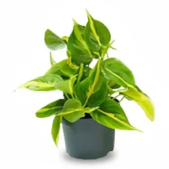 Philodendron Scandens 'Brasil' Krukväxt Ø12 cm, Höjd ca 15 cm
