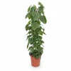 New Philodendron Scandens Krukväxt Ø24 cm, Höjd ca 120 cm Krukväxter Inomhus