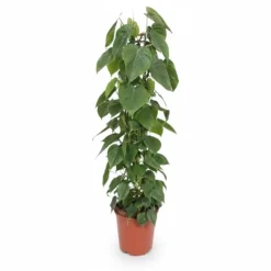 New Philodendron Scandens Krukväxt Ø24 cm, Höjd ca 120 cm Krukväxter Inomhus