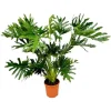 Philodendron Selloum - Trädvän - luftrenare & lättskött - kruka på 24 cm - höjd ungefär 100 cm