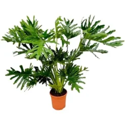 Philodendron Selloum - Trädvän - luftrenare & lättskött - kruka på 24 cm - höjd ungefär 100 cm