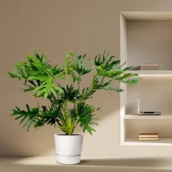 Philodendron Selloum - Trädvän - luftrenare & lättskött - kruka på 24 cm - höjd ungefär 100 cm