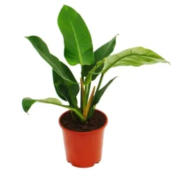 Philodendron Vert Impérial 19cm Kruka