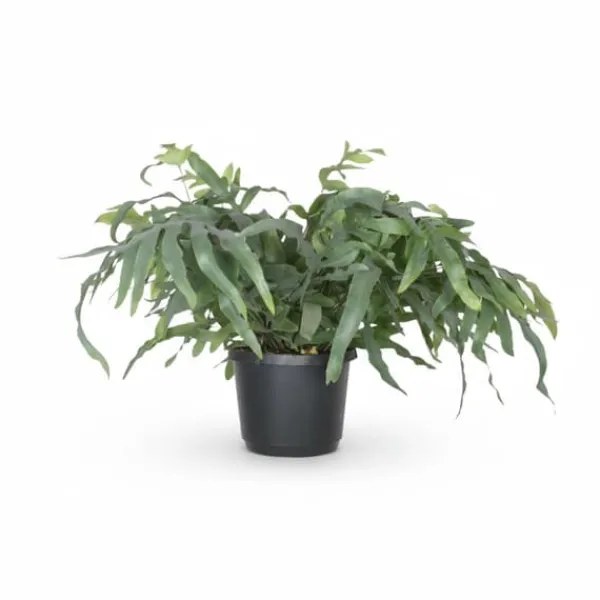 Phlebodium Aureum Ormbunke - 17 cm Kruka, 50 cm Höjd ca