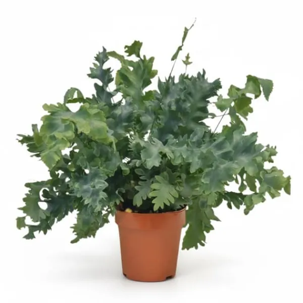 Phlebodium Davana Ormbunke i Kruka Ø12 cm, Höjd ca 35 cm