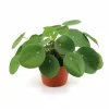 Clearance Pilea Peperomioides, Ø12 cm, Höjd ca 20 cm - Trendig Krukväxt Krukväxter Inomhus