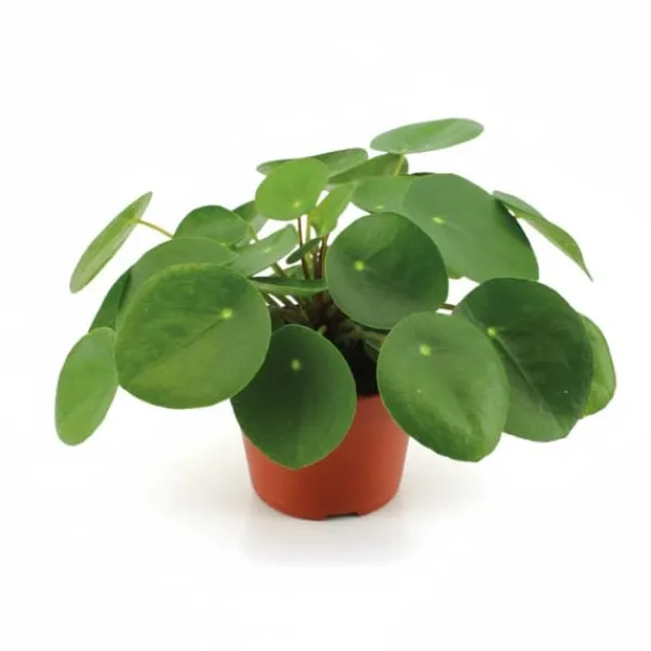 Clearance Pilea Peperomioides, Ø12 cm, Höjd ca 20 cm - Trendig Krukväxt Krukväxter Inomhus
