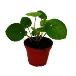 Outlet Pilea peperomioides - Lyckotaler - Kinesisk penningträd - Toppunktsplanter i 7 cm kruka Krukväxter Inomhus