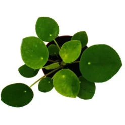 Outlet Pilea peperomioides - Lyckotaler - Kinesisk penningträd - Toppunktsplanter i 7 cm kruka Krukväxter Inomhus