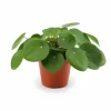 Best Pilea Peperomioides Krukväxt Ø12 cm, Höjd ca 20 cm Krukväxter Inomhus