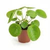 Pilea Peperomioides Krukväxt Ø13 cm, Höjd ca 20 cm