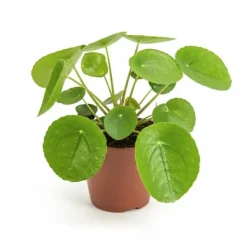 Pilea Peperomioides Krukväxt Ø13 cm, Höjd ca 20 cm